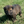 Load image into Gallery viewer, Atlas