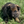 Load image into Gallery viewer, Ajax