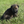Load image into Gallery viewer, Ivetta