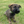 Load image into Gallery viewer, Ace