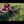 Load and play video in Gallery viewer, Brody