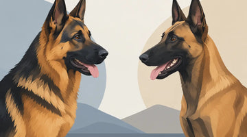 German Shepherd Versus Belgian Malinois Dogs