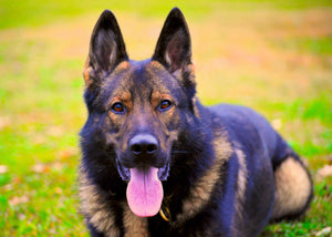 What makes a good protection dog?