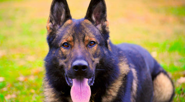 What makes a good protection dog?