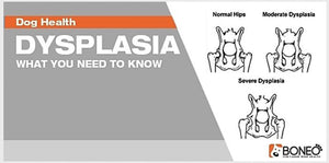Hip dysplasia: What you need to know