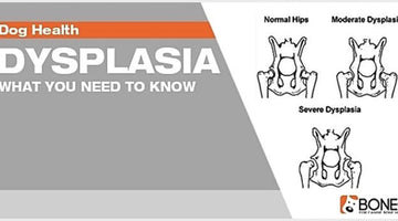 Hip dysplasia: What you need to know