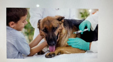 Vaccinations and your puppy