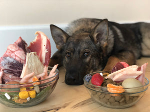 20 Toxic Foods that Dogs Should Never Eat