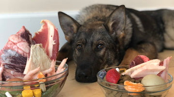 20 Toxic Foods that Dogs Should Never Eat
