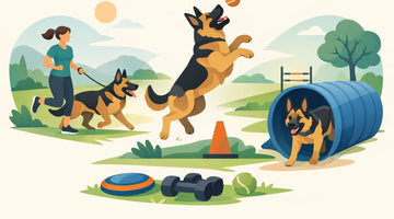 A Guide to German Shepherd Exercise Needs