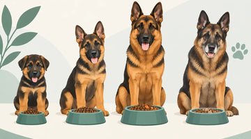German Shepherd Feeding Guide for Every Life Stage