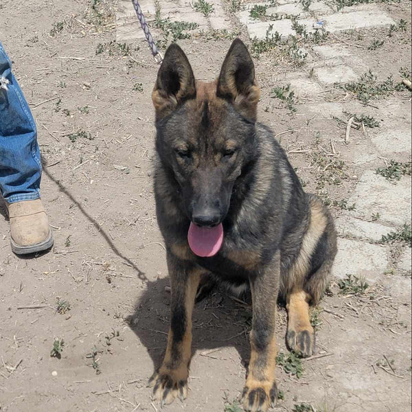 Freya