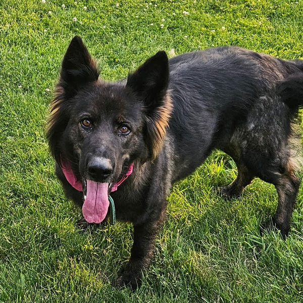 Nova