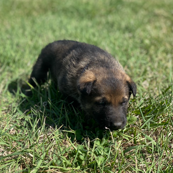 Ajax