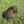 Load image into Gallery viewer, Ice
