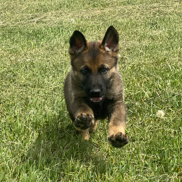Ajax