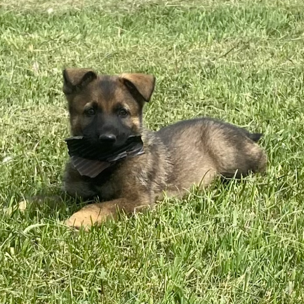 Ajax