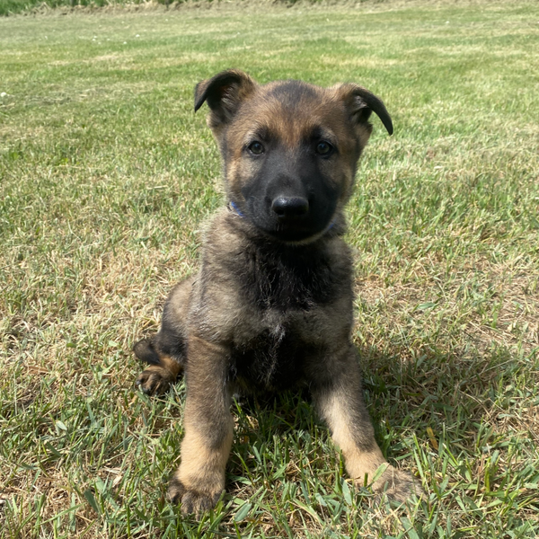 Ajax