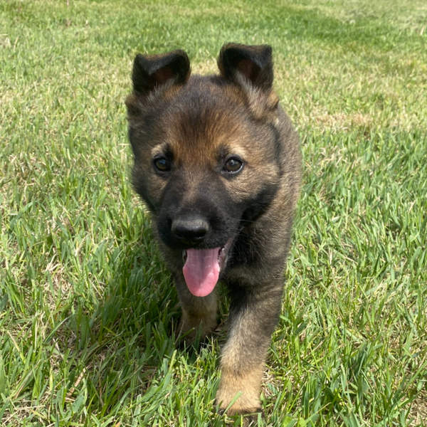 Atlas