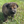 Load image into Gallery viewer, Ischa
