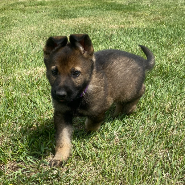 Atlas