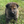 Load image into Gallery viewer, Ischa
