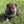 Load image into Gallery viewer, Iris
