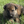 Load image into Gallery viewer, Iris
