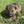 Load image into Gallery viewer, Iris
