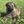 Load image into Gallery viewer, Iris
