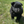 Load image into Gallery viewer, Kenya
