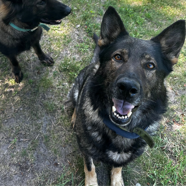 Thor Vom Haus BVR
