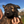 Load image into Gallery viewer, 1st Pick Male
