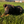 Load image into Gallery viewer, 1st Pick Female
