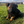 Load image into Gallery viewer, 1st Pick Female
