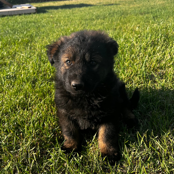 Hudson