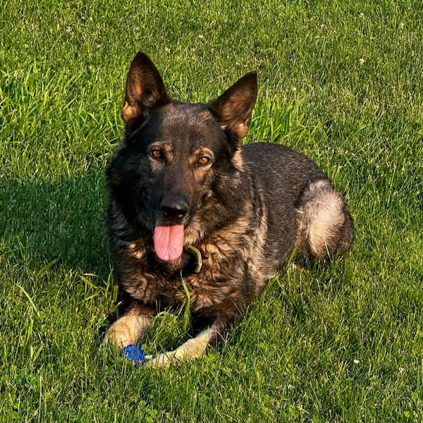 Thor Vom Haus BVR